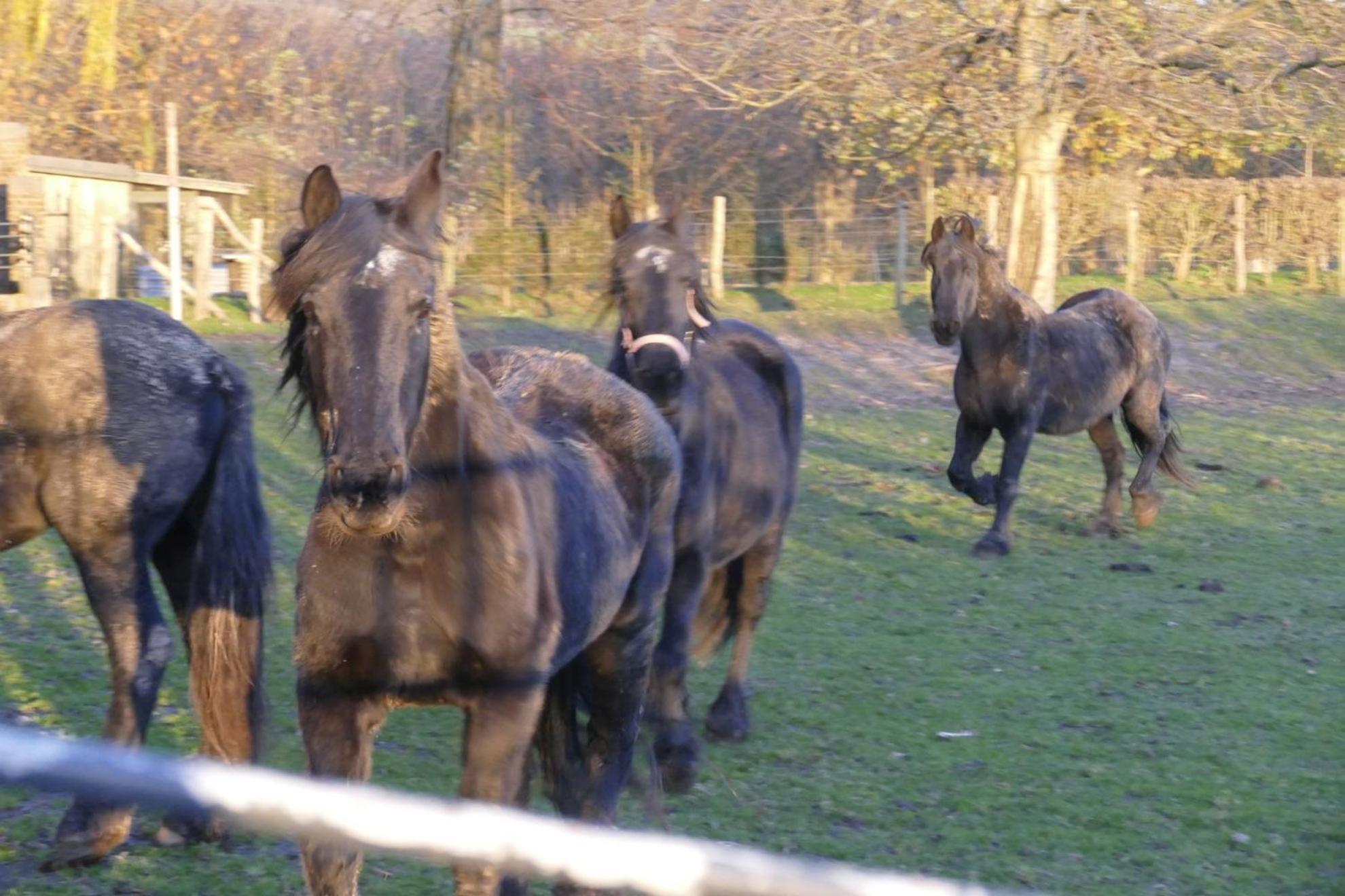 Meschermolen, Overnachten In De Schuur Eijsden Esterno foto