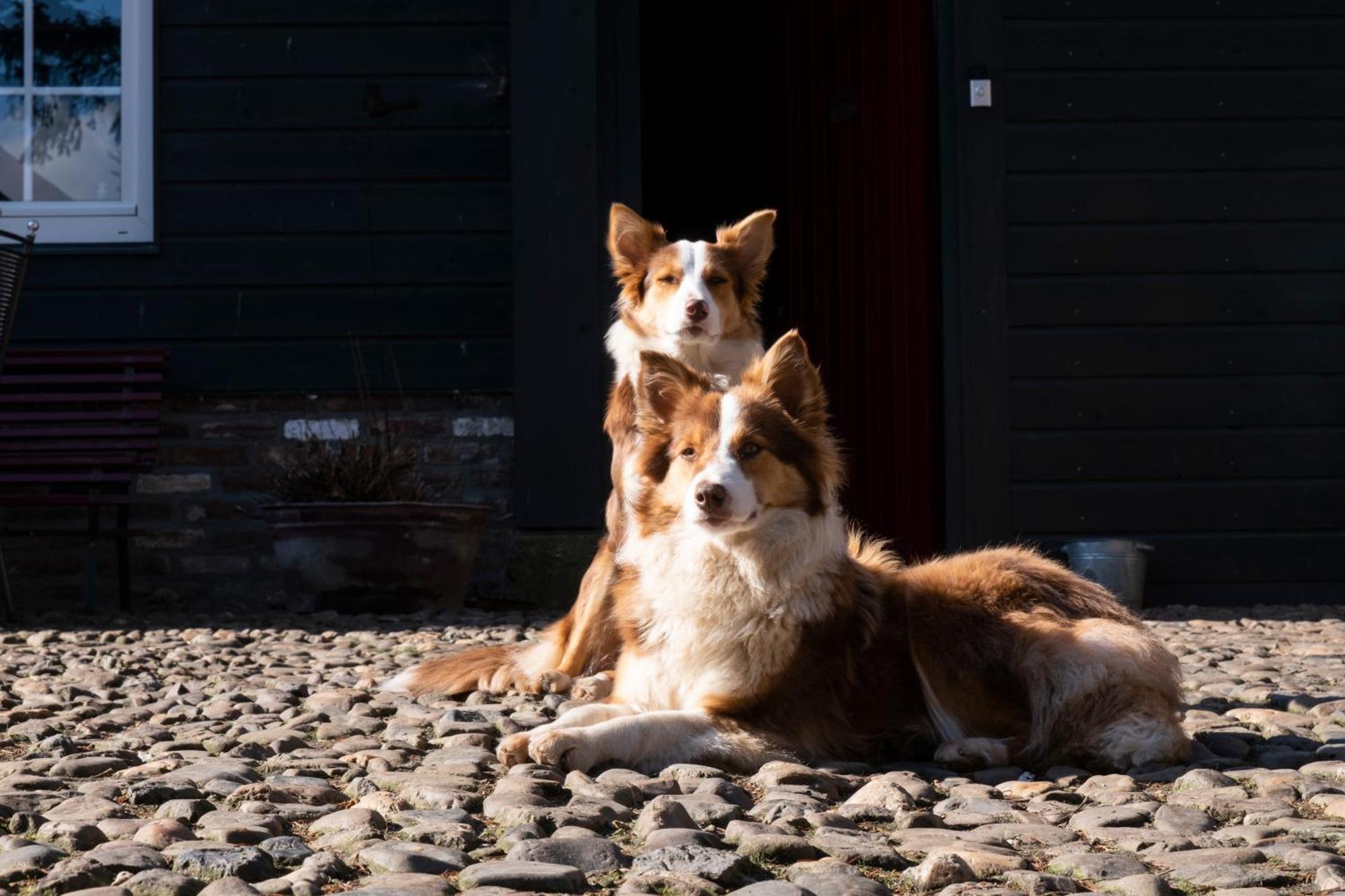 Meschermolen, Overnachten In De Schuur Eijsden Esterno foto